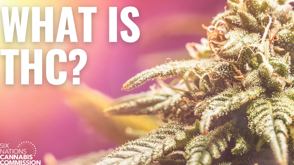 What is THC? – Six Nations Cannabis Commission